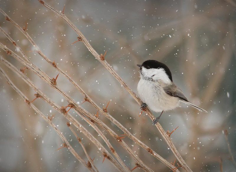 Поющая в терновнике.photo preview