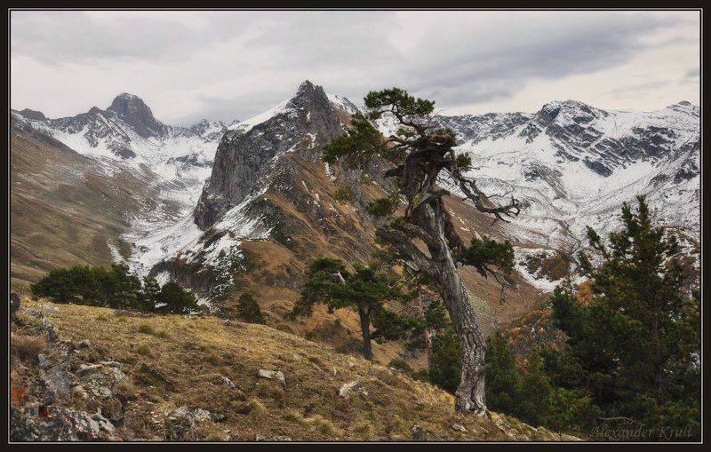 кчр, горы, сосны Говорящие с ветром... фото превью