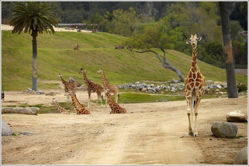 сан, диего, калифорния ДлинношЕЕЕphoto preview