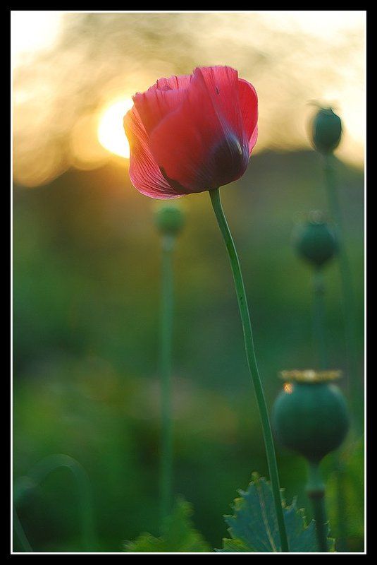 мак, закат Sunshine reggaephoto preview