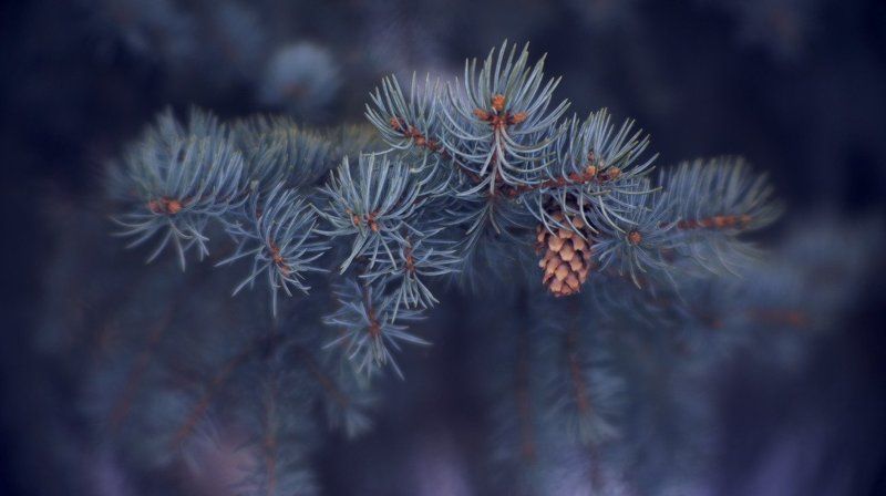 ёлка, шишка шишечка фото превью