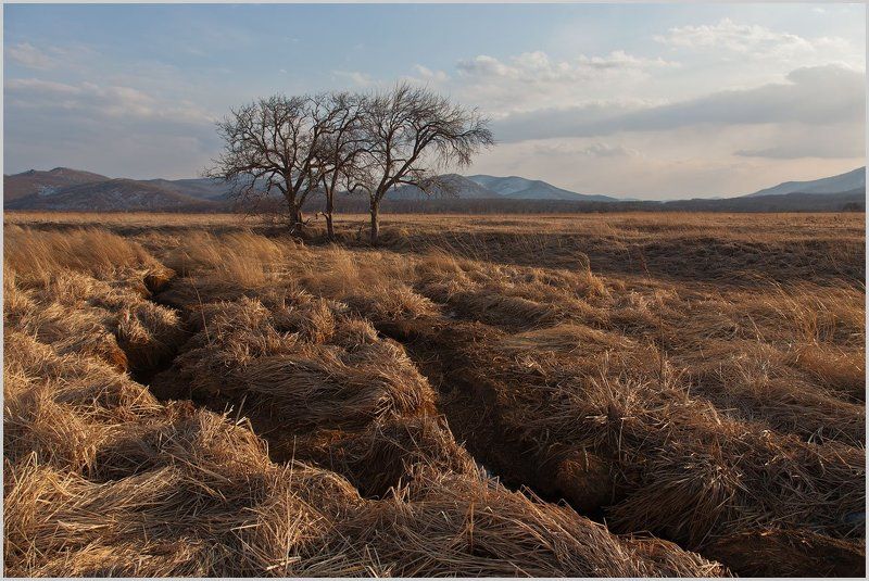 Саванна в ожидании прайдаphoto preview