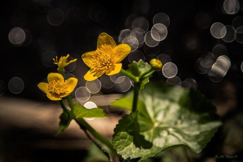 yellow, flowers, bokeh, green, dancing We are dancing, my darling!photo preview