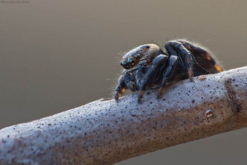 ростислав, макро, 100мм Весенний глазастикphoto preview