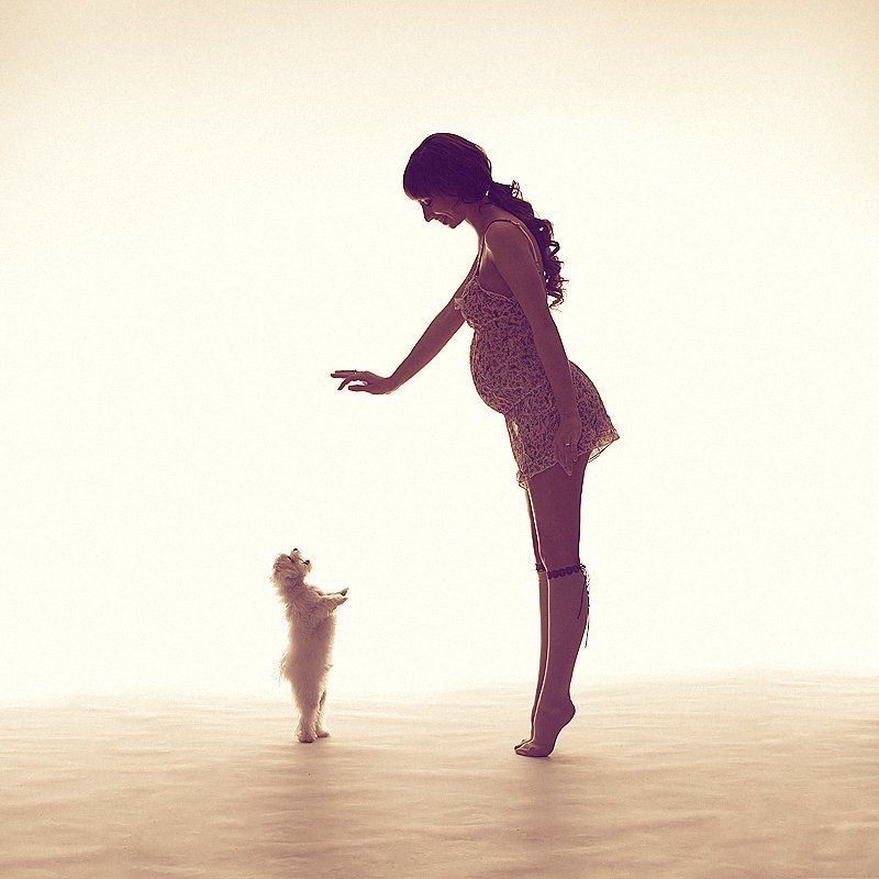 беременность, собака, свет, игра ||photo preview