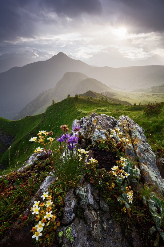 evening, light, dolomites, dolomiti, mountains, flowers, rocks, mood, travel, italy, alps, peaks, hills, light, sunset, clouds, sky Rock Gardenphoto preview