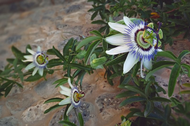 трава,свет,лес,деревья,облака,ветки,цветы,поле,небо Пассифлораphoto preview