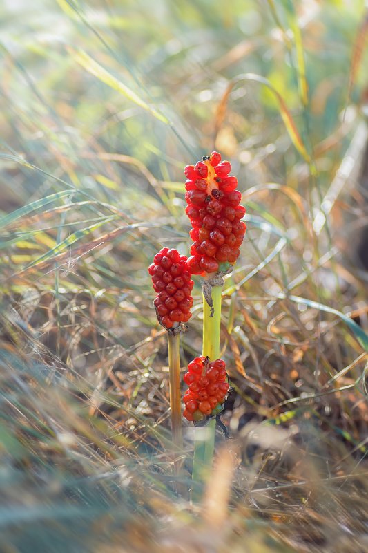 трава,свет,лес,деревья,облака,ветки,цветы,поле,небо ***photo preview