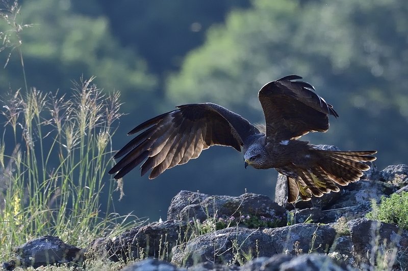 птицы birds Milvus migransphoto preview