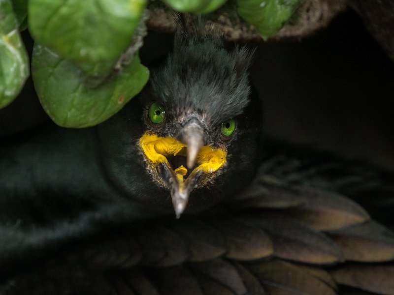 баклан, хохлатый баклан, shag, cormorant, birds, птицы, морские птицы, норвегия, анималистика, wildlife photography, norway Ведьмаphoto preview