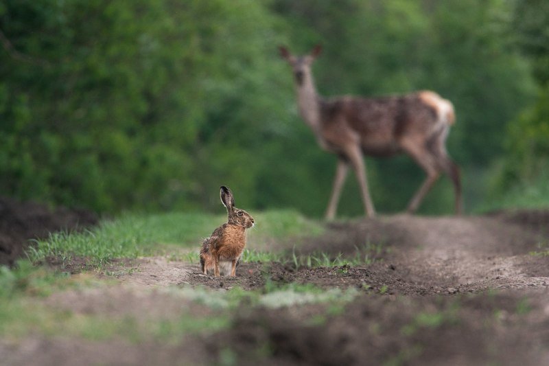Природа, олень, заяц, лес Лесная встречаphoto preview