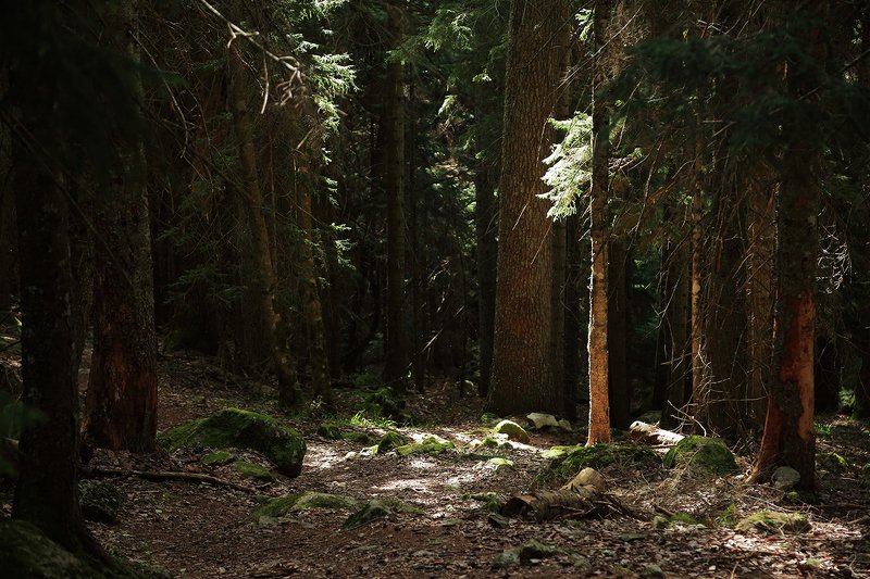 тебердинский, заповедник, кчр, карачаево, черкессия, домбай, бадукские, озера photo preview
