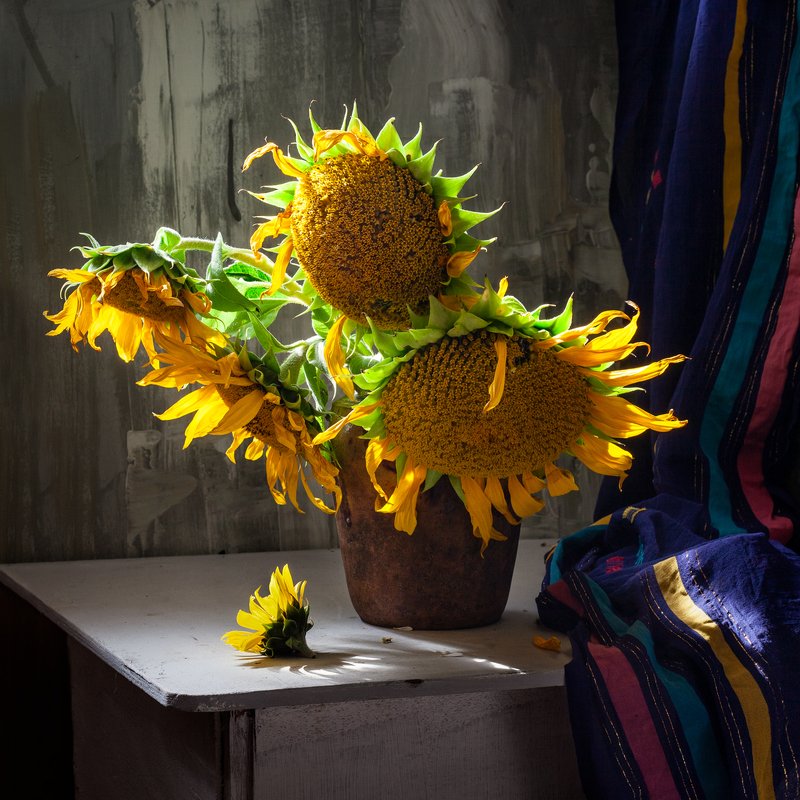 натюрморт, цветы, подсолнух, still life, sun flowers Подсолнухиphoto preview