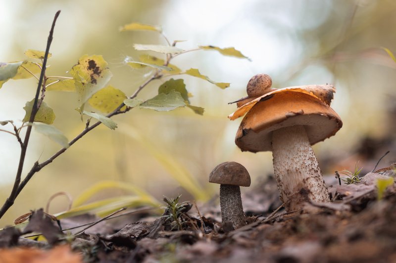 улитка, лес, закат, вечер, природа, осень, snail, nature, sunset, forest, autumn Повеяло осеньюphoto preview