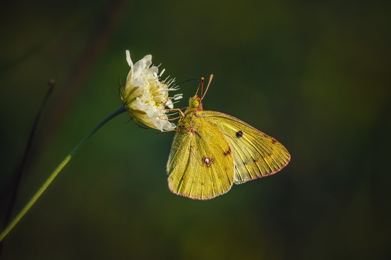 canon 55-250, moment, момент, beautiful, красивый, macro, макро, wildlife, живая, nature, природа, flower, цветок, white, белый, insect, насекомое, butterfly, бабочка, yellow, желтая, Модница в наряде цвета осени.photo preview