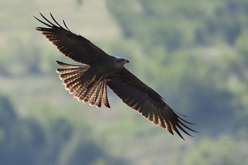 птицы birds Milvus migransphoto preview