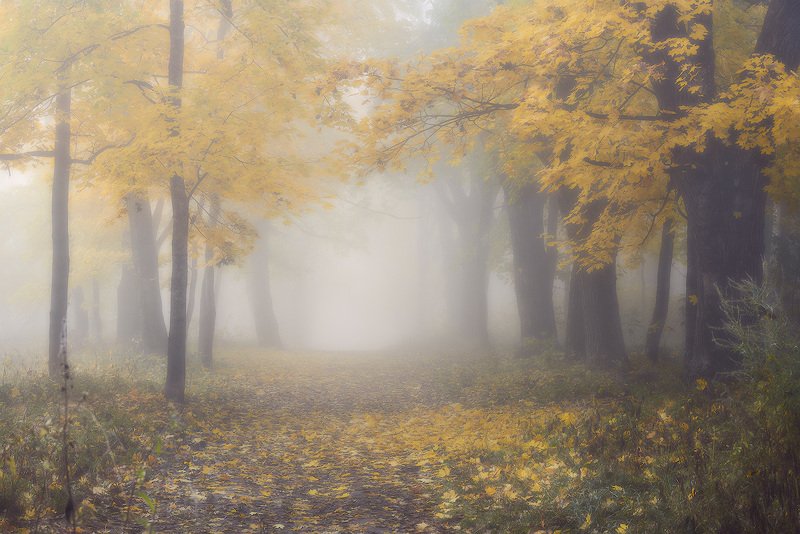 осень смоленск парк реадовка реадовский парк туман photo preview