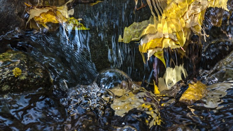 горы, алтай, горный алтай, туман, снег, утро, лиственница, осень, ник васильев, вода, течение, листья, осень, пузыри, Осенняя фантазия.photo preview