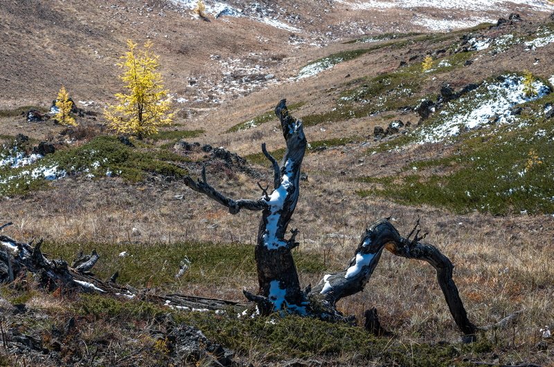 алтай, горный алтай, осень, коряга, ник васильев, мольба, утро, снег, лиственница, Мольба.photo preview