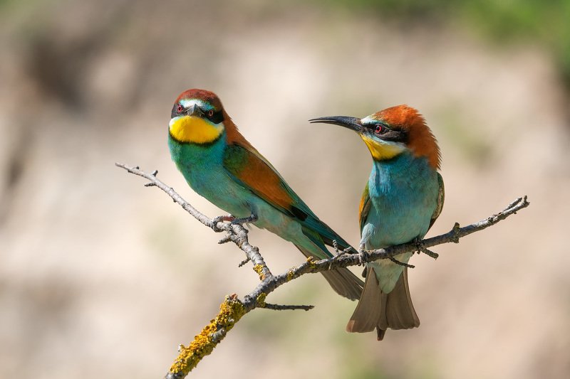 птицы, щурка, золотистая щурка, анималистика, животные, природа, дикая природа, birds, wildlife, nature, bee-eater Яркие личностиphoto preview