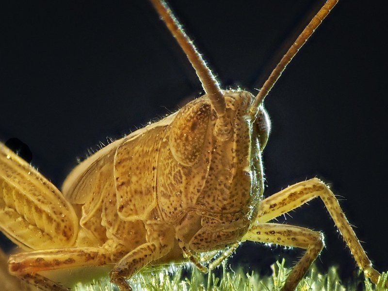 Забодайкаphoto preview