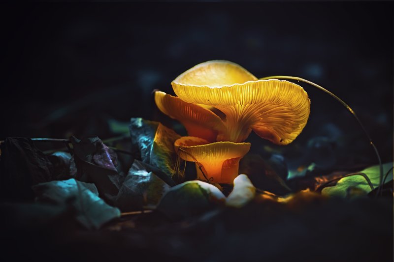 трава,свет,лес,деревья,облака,ветки,цветы,поле,небо ***photo preview