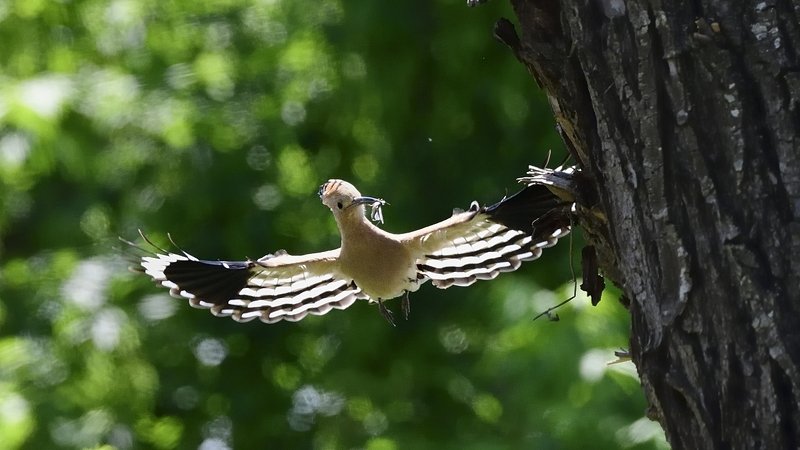 птицы birds Upupa epopsphoto preview