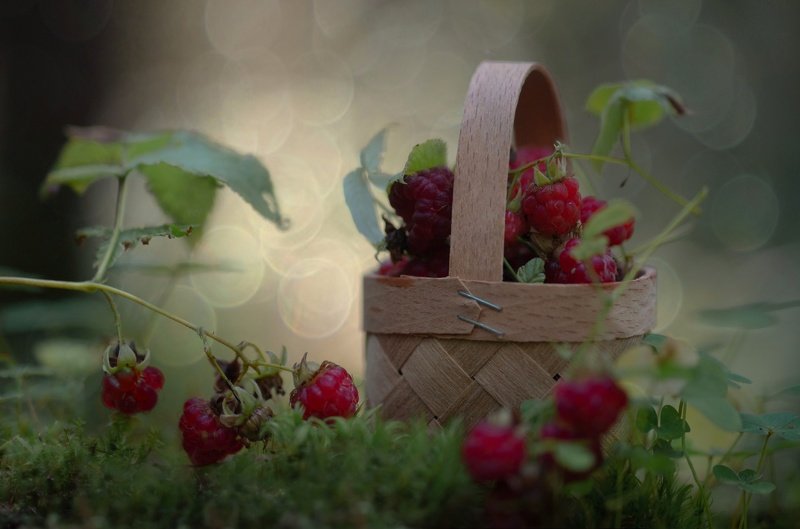 малина, лес, лето, бокешки Уютный лес...photo preview