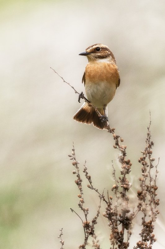 чекан, птицы, животные, природа, анималистика, wildlife, nature, birds, animals, Whinchat Луговой чеканphoto preview
