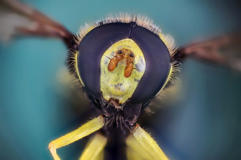 макро портретphoto preview