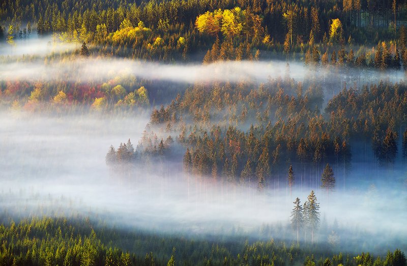 Pines and sprucessphoto preview