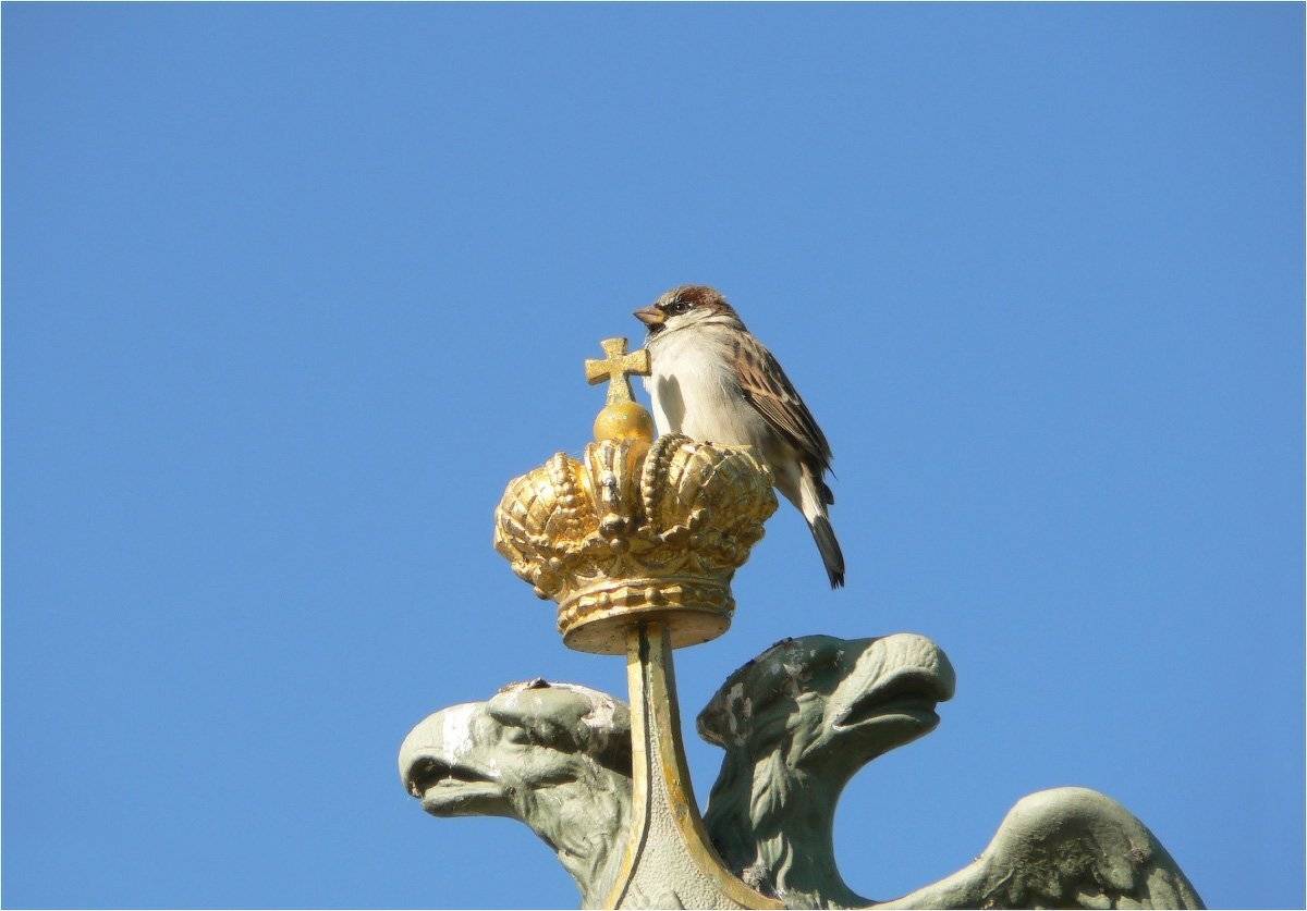 Царь, просто царь.. Автор: КарОл воробей, КарОл