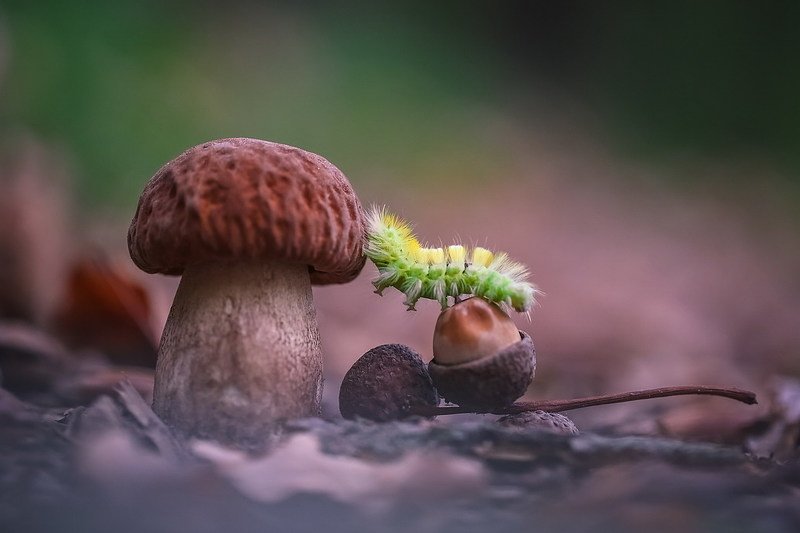 Скалолазкаphoto preview