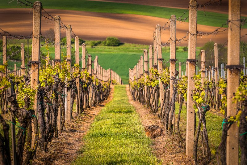 #southmoravia #rabbit #morning #sunrise #czechrepublic A bunny morning in Moraviaphoto preview