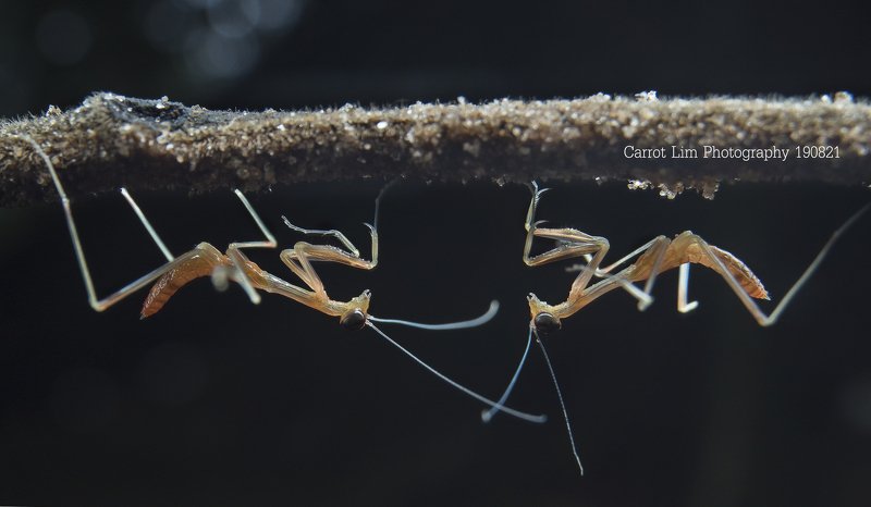 #macro#mantis#colors Nice To Met You !photo preview