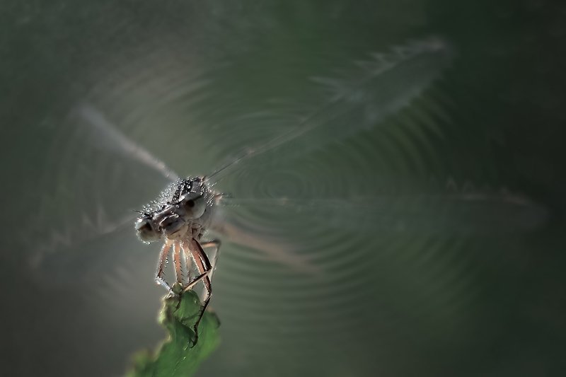 Утроphoto preview