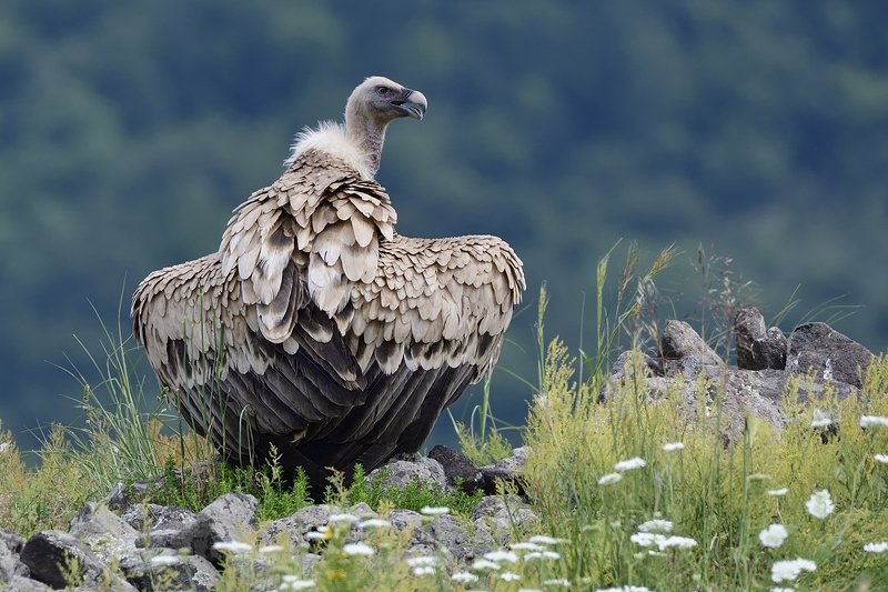 птицы birds Griffon vulturephoto preview