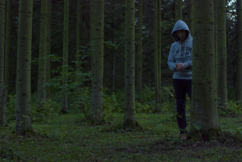 berendey dark treesphoto preview