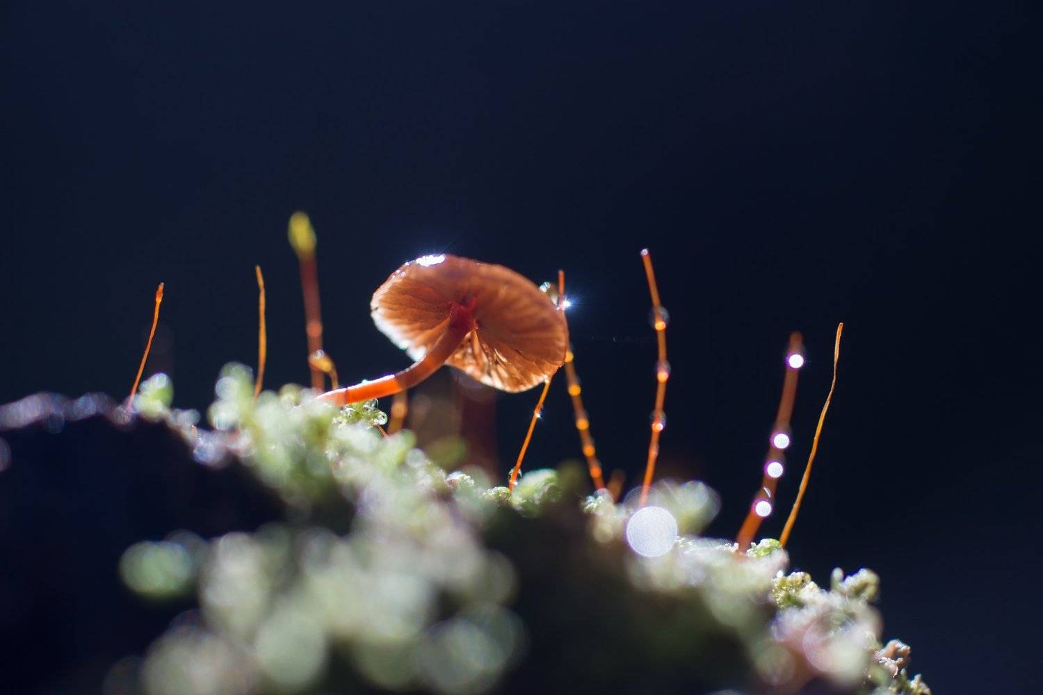 Автор: Татьяна Пименкова грибок, роса, бокешки, солнце, лес, природа, Татьяна Пименкова