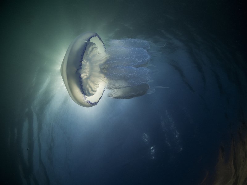 #Rhizostoma pulmo Rhizostoma pulmo 01photo preview