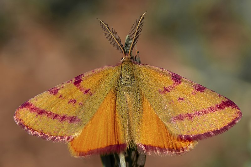 macro,butterfly,freedom,photography,colors,dreams,peace,art,life,passion, FREEDOM 1photo preview