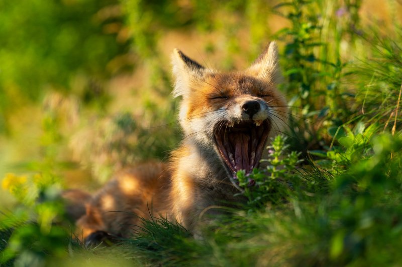 лиса, лисёнок, животные, природа, анималистика, nature, wildlife, fox, vulpes Ещё 5 минуточек...photo preview