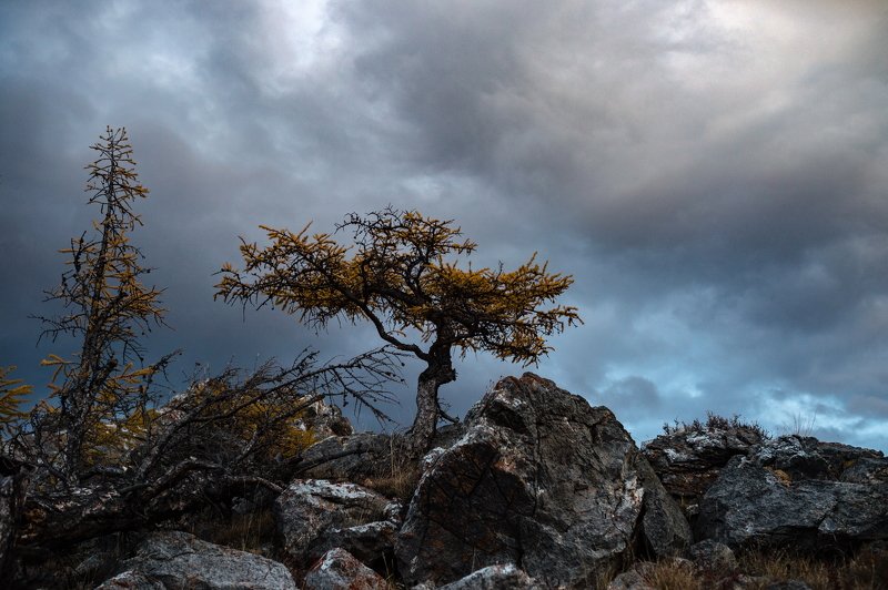 горы, сибирь, алтай, горный алтай, утро, дерево, лиственница, ник васильев, сумерки, тревога Тревожно.photo preview