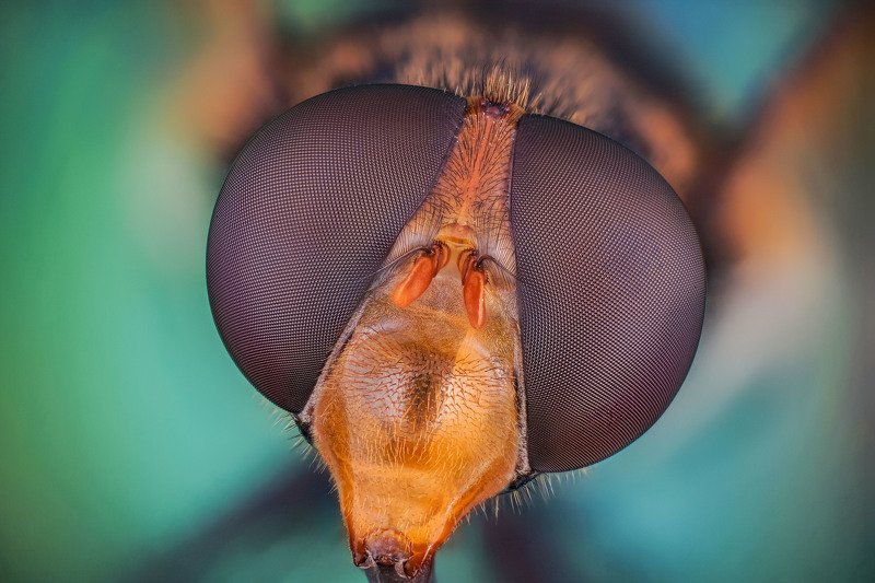 макро портретphoto preview