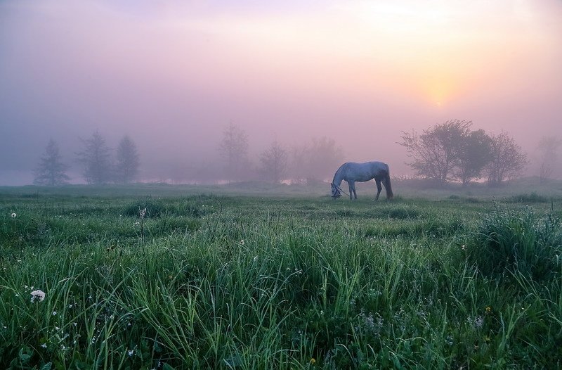 Ой, чий то кінь стоїтьphoto preview