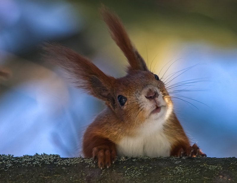 А что это вы тут делаете...?photo preview