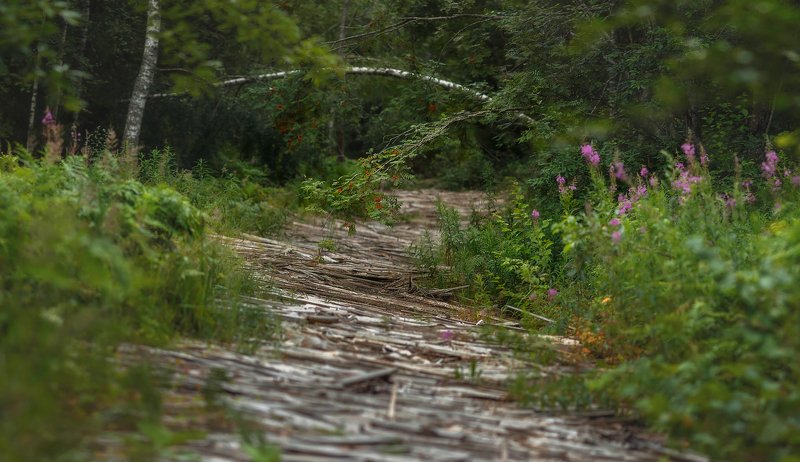 пейзаж, природа, ленобласть Глушь...photo preview