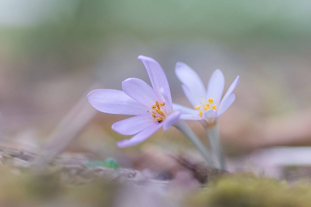 У меня в садочке зацвели цветочки .... Автор: Александр Земляной , Александр Земляной