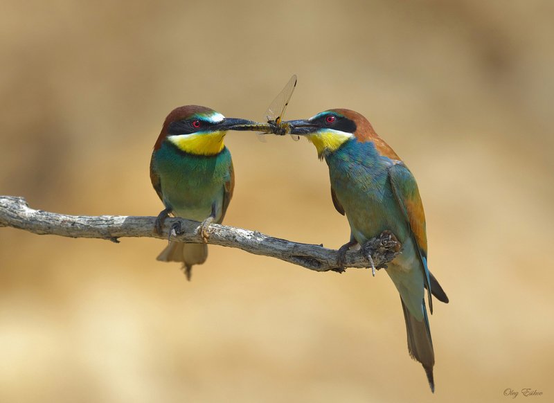 птицы, золотистая щурка К вопросу о том, что все мужики сво...photo preview