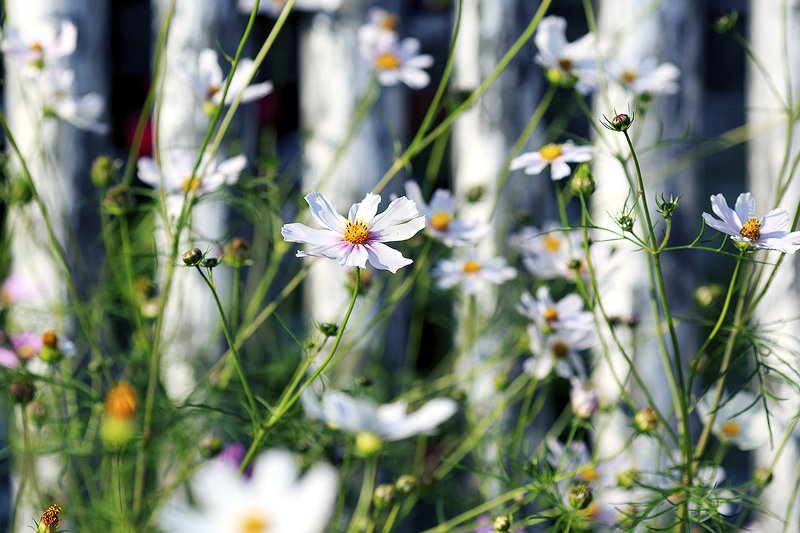 Деревенские историиphoto preview